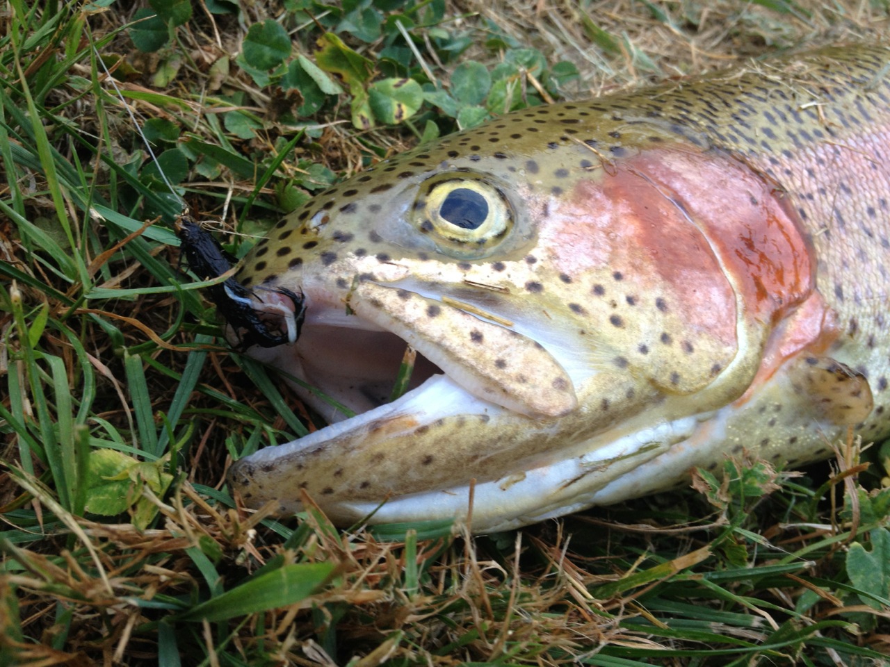 Gone Fishin’